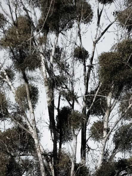 Hélène Tourbine // What kind of wood? #8