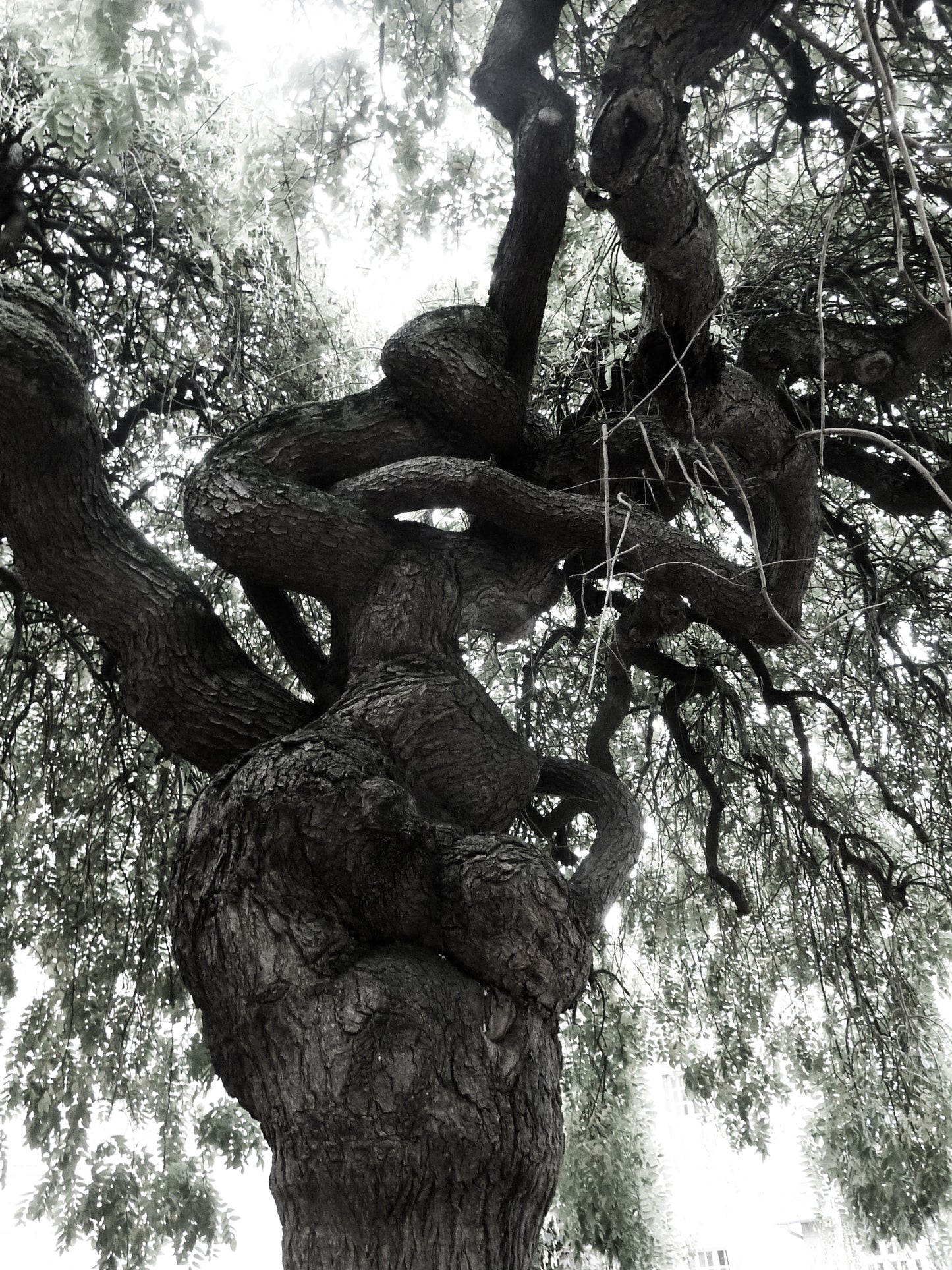 Hélène Tourbine // What kind of wood? #9