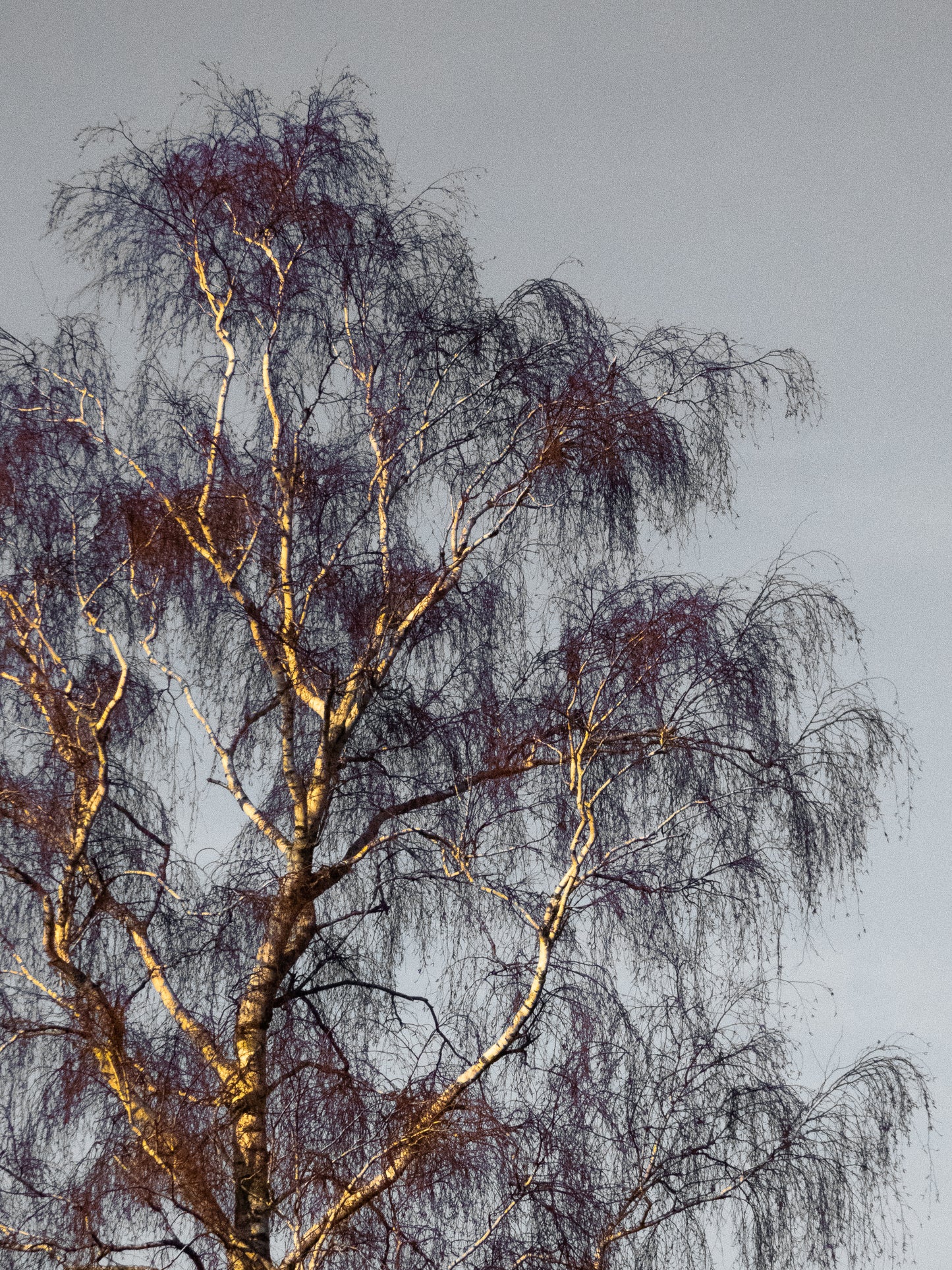 Hélène Tourbine // What kind of wood? #5