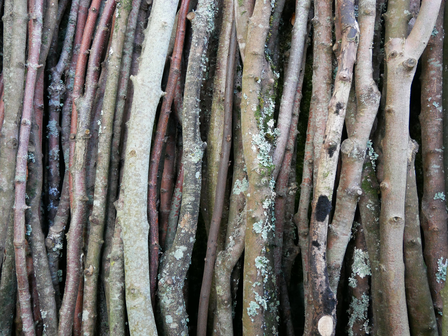 Hélène Tourbine // What kind of wood? #2