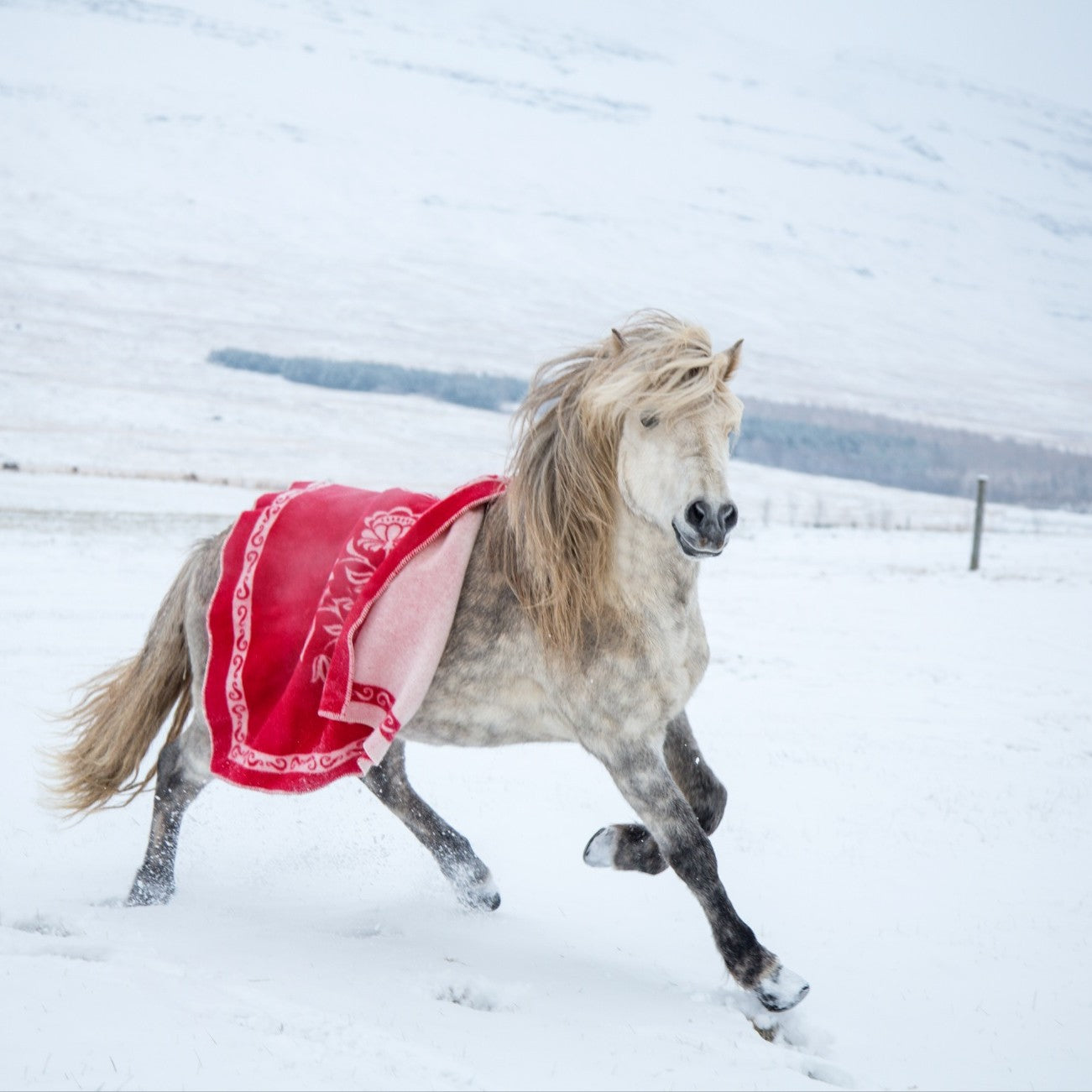 Islensk // wool blanket