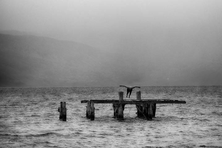 Olivier Joly // Drôle d’oiseau