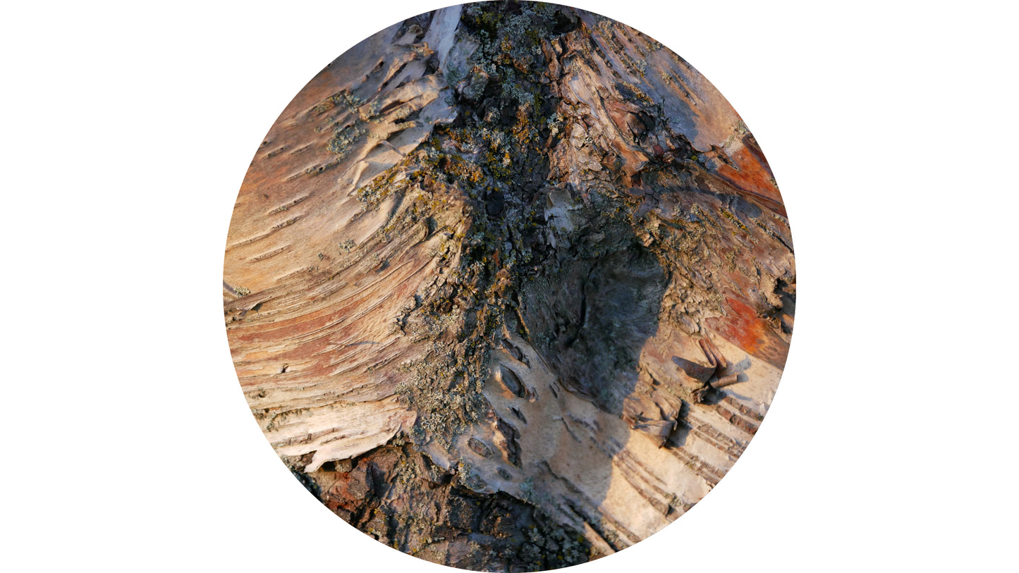 Hélène Tourbine // What kind of wood? #3