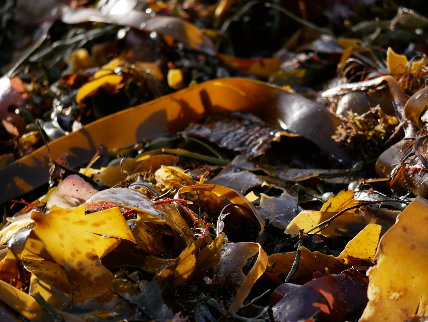 Hélène Tourbine // Orange Blossom - spaghetti seaweed