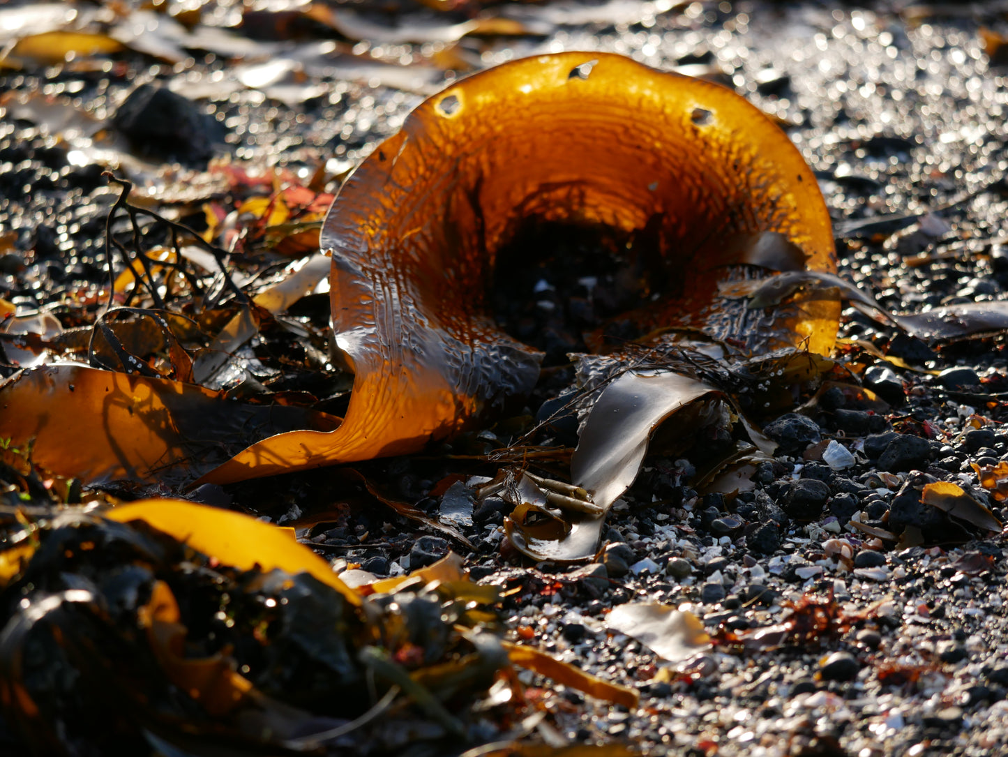 Hélène Tourbine // Fiore d'arancio - alga cornetta