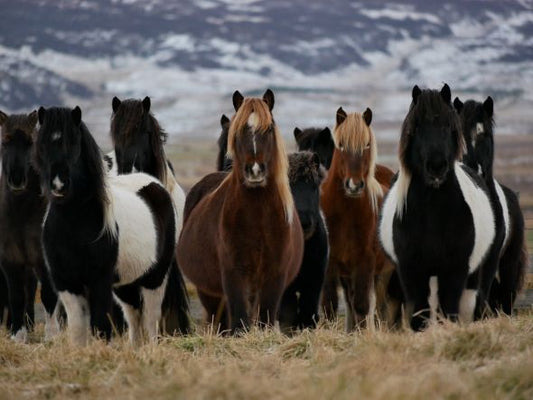 Les "fermes à sang" : l'enfer des juments au service de l'élevage européen